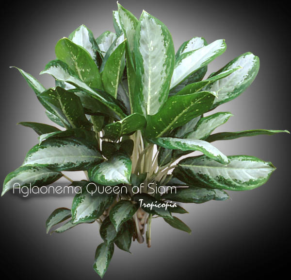 Aglaonema - Aglaonema 'Queen of Siam' - Chinese Evergreen